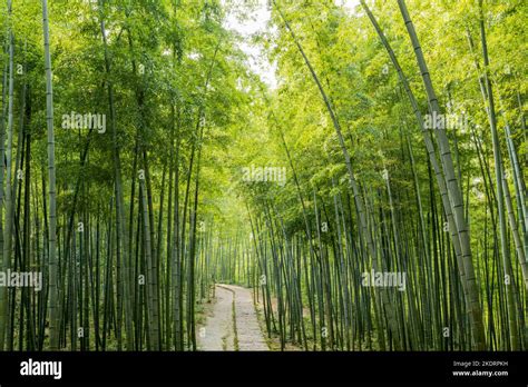 憂心竹園之風景如何